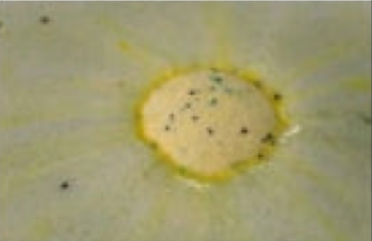 Cucumber Bath Bomb
